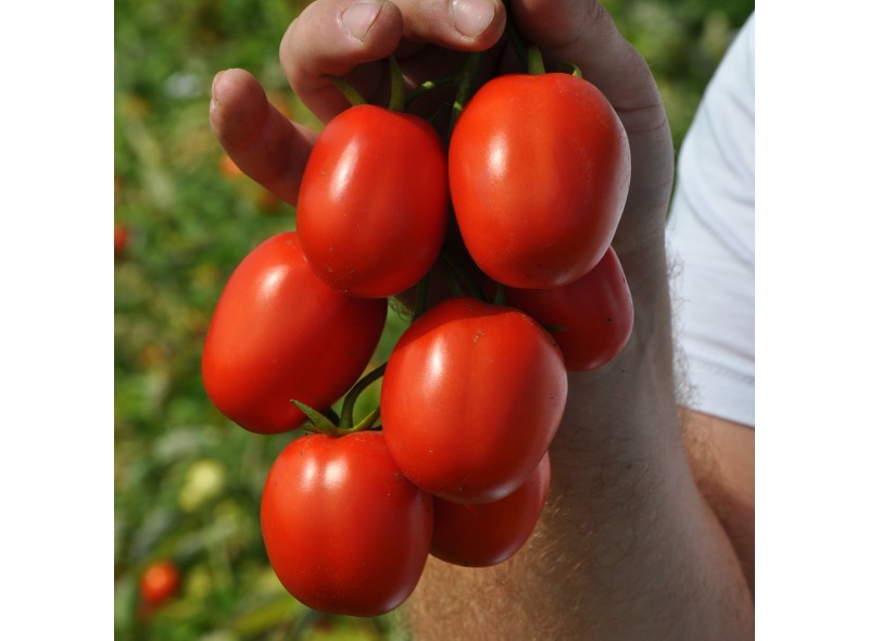Семена томата Мегрез F1 (5000 семян), Libra Seeds (Erste Zaden) Семена томата Мегрез F1 (5000 семян), Libra Seeds (Erste Zaden)